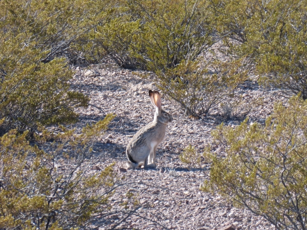 Black-tailed Jackrabbit among creosotebush