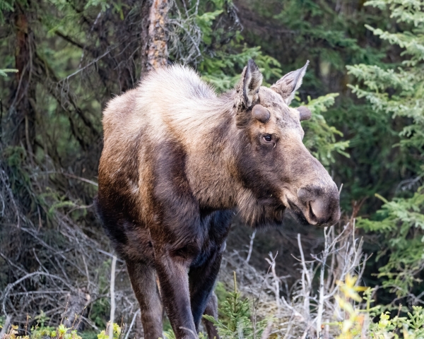 a moose with small velvet button antlers