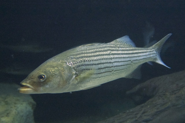 Striped bass