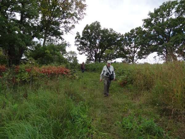 Two people walk through a trail of oak trees