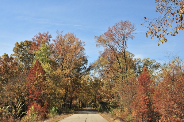 A refuge road with trees lining it.