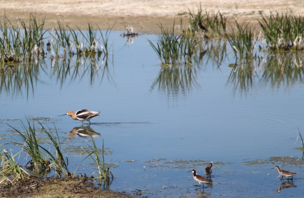 Shorebirds in a shallow pool forage for food.