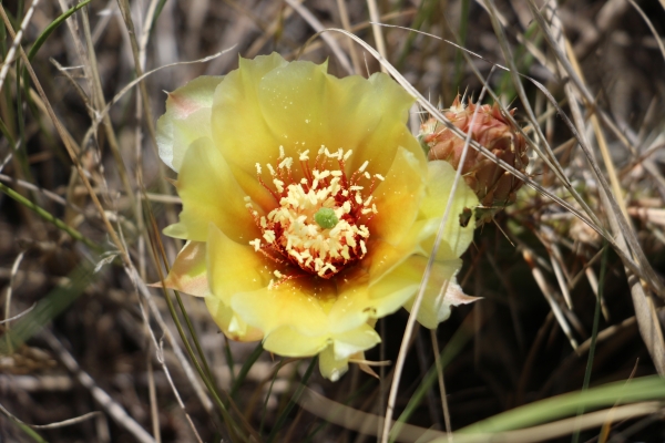 A yellow flowering cactus.