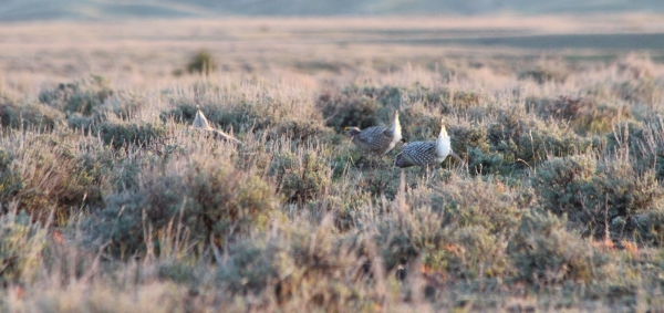 Sharp-tailed grouse are seen dancing in a lek surrounded by sagebrush.