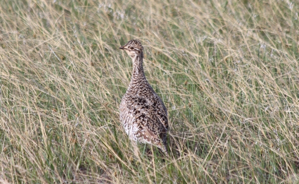 A female sharp-tailed grouse standing in short grass is shown.