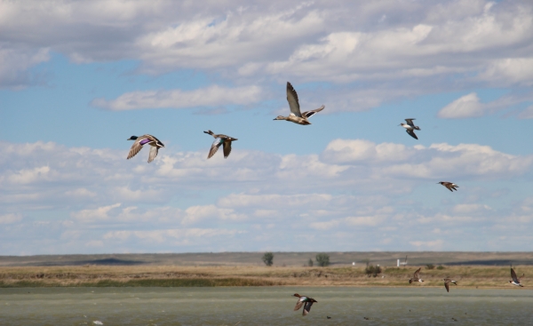 A group of ducks and shorebirds fly over a lake.