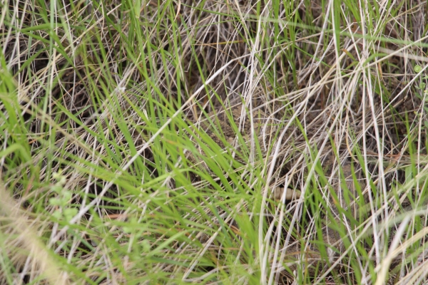 A rattlesnake is pictured hidden in the grass.
