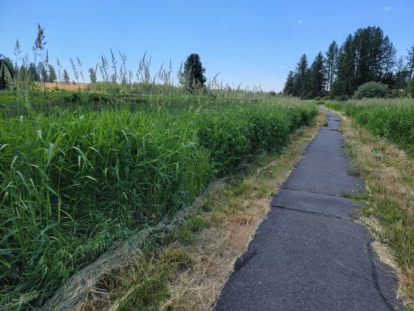 A paved path cuts through a dense patch of reed canary grass