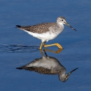 Greater Yellowlegs St. Marks NWR