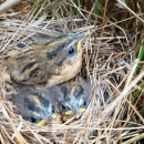 Saltmarsh Sparrow mother and chicks huddled in nest in salt marsh
