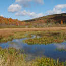 Wetland Project Site