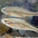 Pair of oregon chub swimming