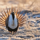 Greater sage grouse in field