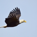 A large bird with brown feathers, white head, and yellow beak flies against a pale blue sky