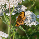 An orange and white butterfly sits on a white flower