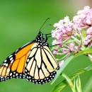 Monarch butterfly on swamp milkweed