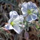 Two white-petaled flowers in bloom