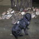 a black dog sitting in front of artifacts from Papua New Guinea including swords and shields made from animal parts and reptile products discovered in a warehouse.