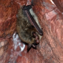 A northern long-eared bat in a cave