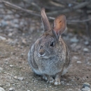 A small, brownish-gray riparian brush rabbit sits on a trail