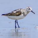 A bird with speckled brown and white feathers and a long beak