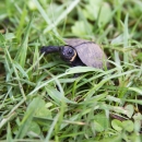 a tiny turtle walks through the grass