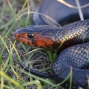 A jet black, scaly snake with a burnt orange colored face curled up in some grass