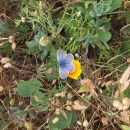 A small light blue butterfly sits on an orange California poppy.