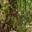 A monarch butterfly rests on a milkweed plant