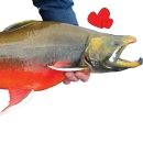 person's hands holding a bright red fish with hearts