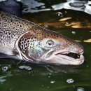 Front half of a fish showing their spotted silvery body.