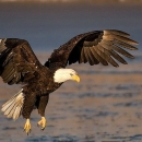 A large bird with black-brown body, white head and hooked yellow beak and talons coming in for a landing over water