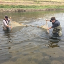 a male and female biologists drag a net through a shallow pond to catch California tiger salamander larvae 