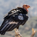 A California condor perched on a branch. It has a white wing tag with the number 80.