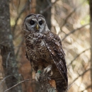 a brown owl with white spots sits on a snag with brown foliage in the background