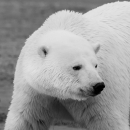 A polar bear has black eyes and nose, and small ears, in a thick pelt of white fur.