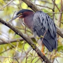 Green Heron 