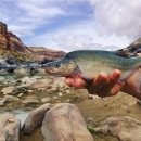 A fish with a hump on its upper back being held with two hands above the surface of a stream. 