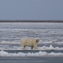 A polar bear walks across ice, with the shore in the background.