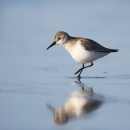 A brown and white shorebird with a dark bill stalks through still water