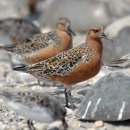 Two brown-and-black birds on standing on a rocky surface