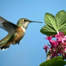 a brown and green and white hummingbird hovers at a pink group of flowers