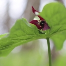 Red flower visible among green leaves