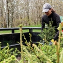 Biologist pulling a red spruce tree from a trailer