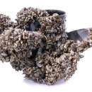 A propeller is covered in tiny mussel shells.