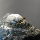 A white and brown beetle sits on a rock.