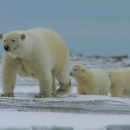 A polar bear with two cubs following her over the snow.