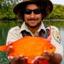 A person stands in front of a lake and holds a large goldfish up to the camera.