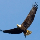 Bald Eagle soaring in clear blue sky with a fish