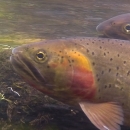 Native Cutthroat trout swimming in Yellowstone National Park